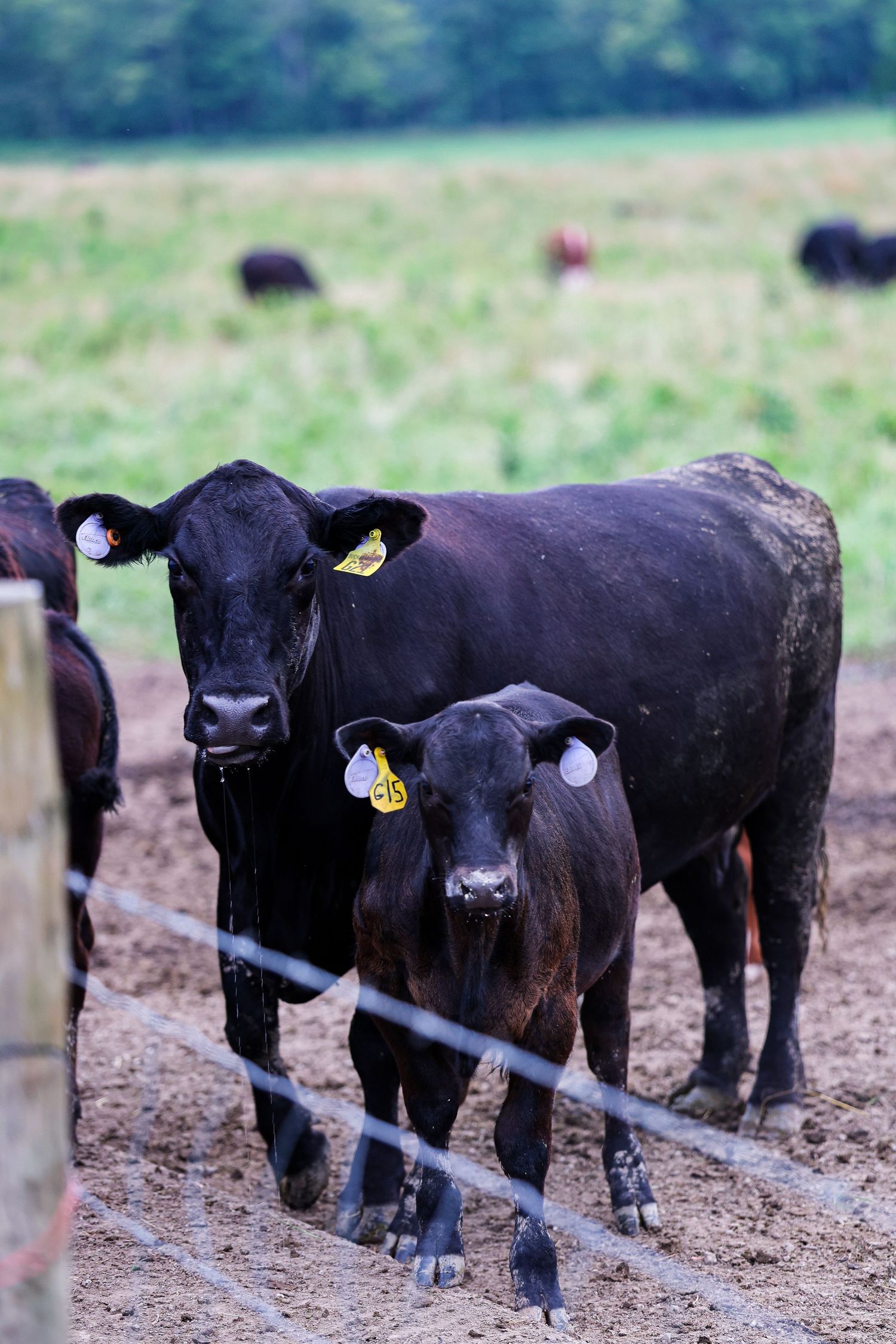 Black cattle at the fence line on the ranch